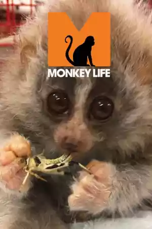 Affiche de la série Monkey Life