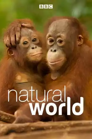 Affiche de la série Natural World
